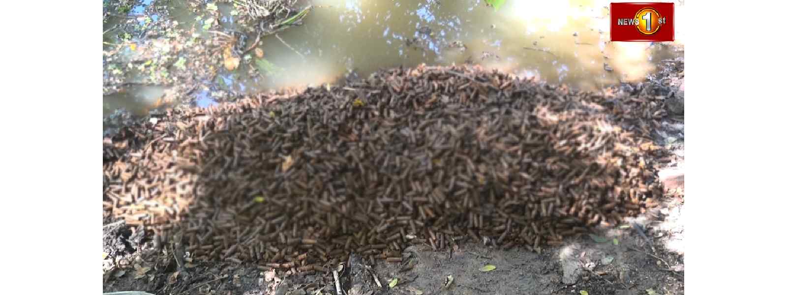 15,000 வெற்றுத்தோட்டாக்கள் கண்டுபிடிப்பு